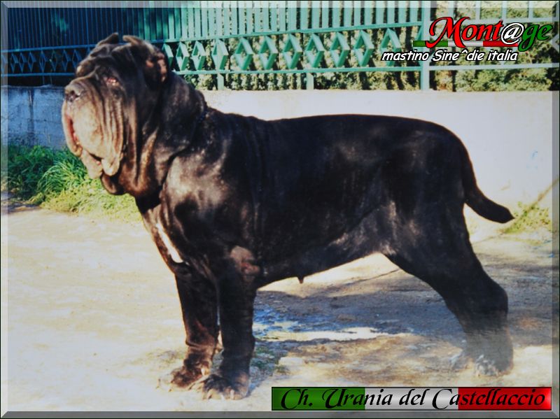 Champion Urania del Castellaccio