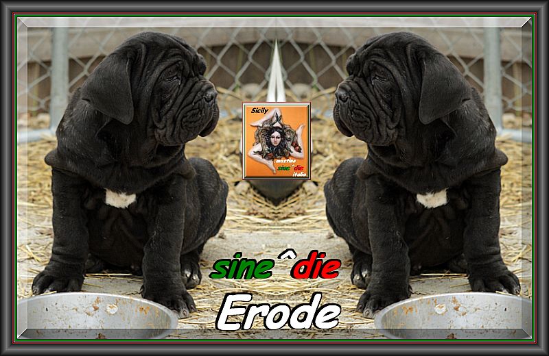 Erode sine^die,,, owner,, Giampiero Vella USA,,,