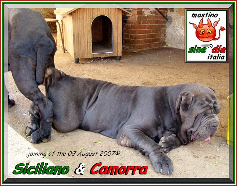 Siciliano & Camorra,,,  03 Agosto 2007 accoppiamento,,,,