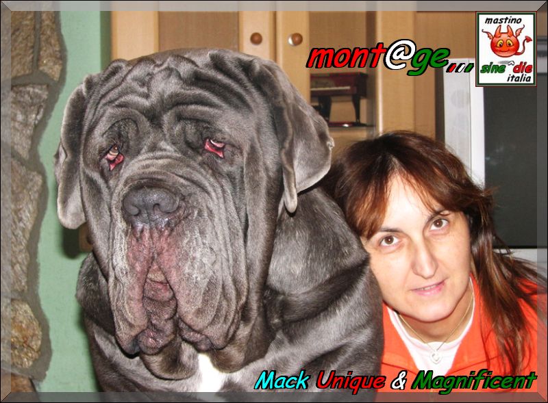 Mack Unique & Magnificent,,, mont@ge mastino sine^die italia,,,