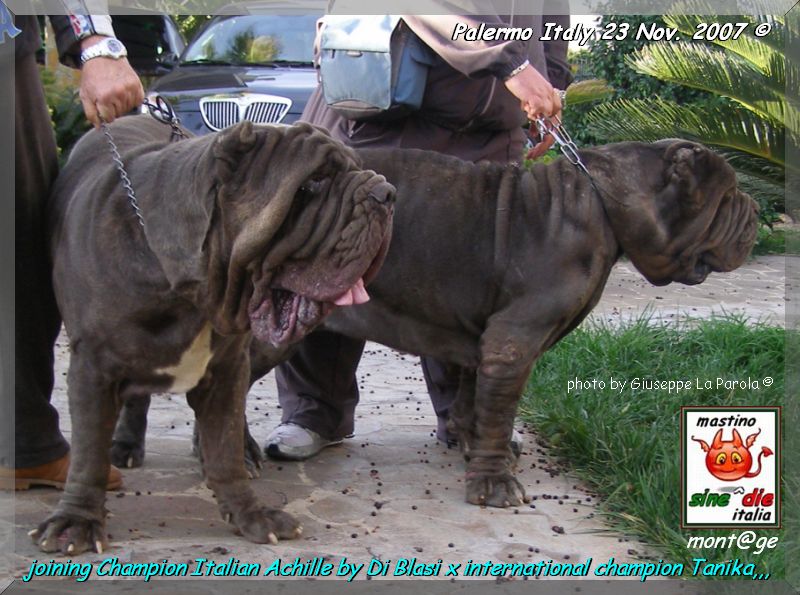 ch. It.  Achille monta del 23 nov. 2007,,, photo by Giuseppe La Parola,,