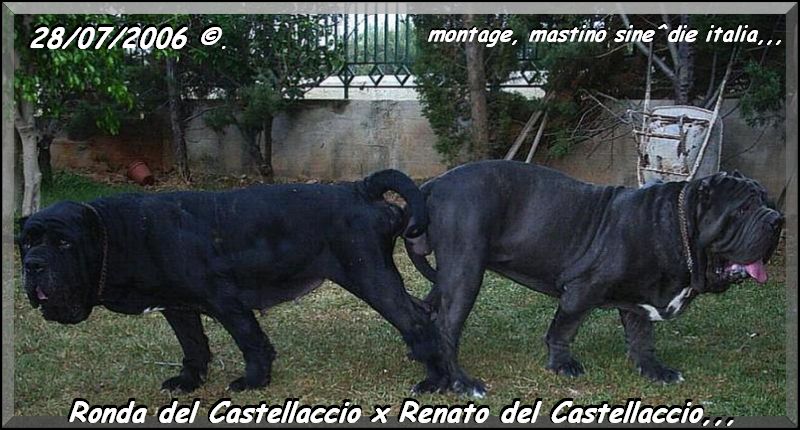 Renato x Ronda