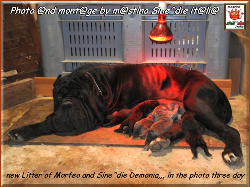 cuccioli di Demonia e Morfeo,,,