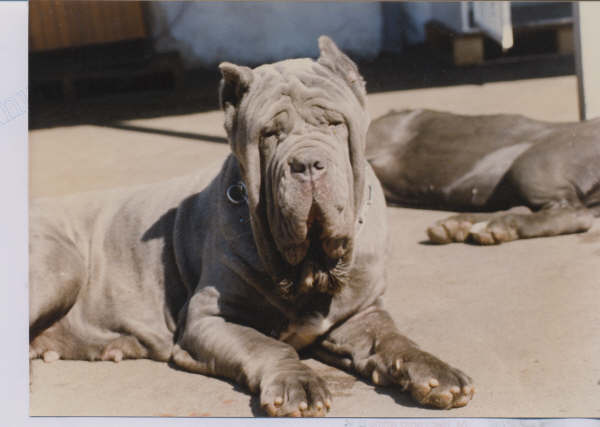 beatrice