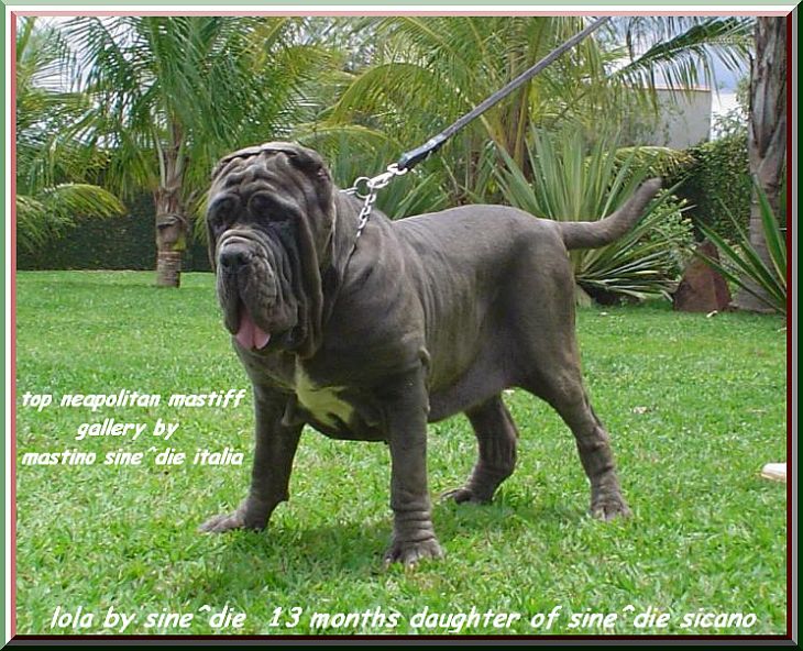 top neapolitan mastiff sine^die lola  by gallery mastino sine^die italia
