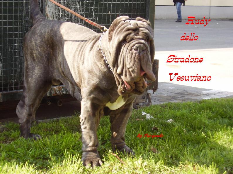 rudy dello stradone vesuviano -  2