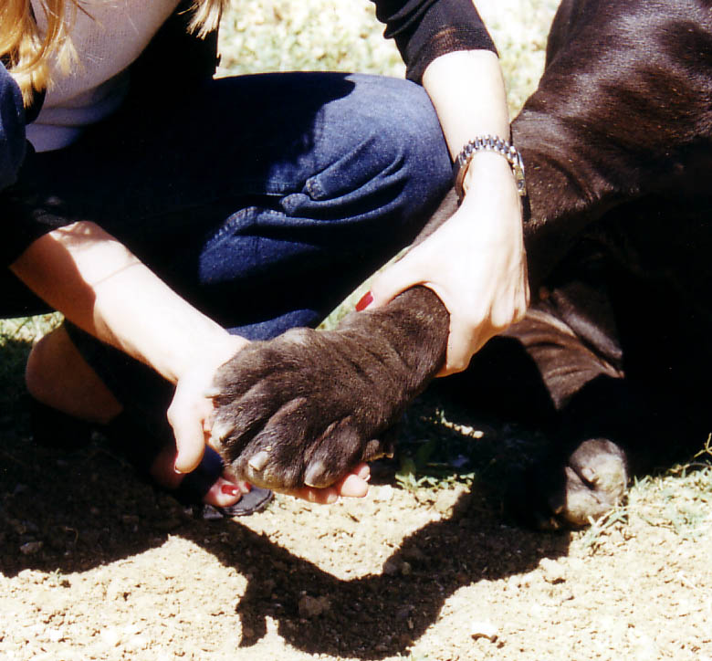 brigpaw
