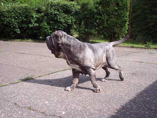04062006.dogs 003
