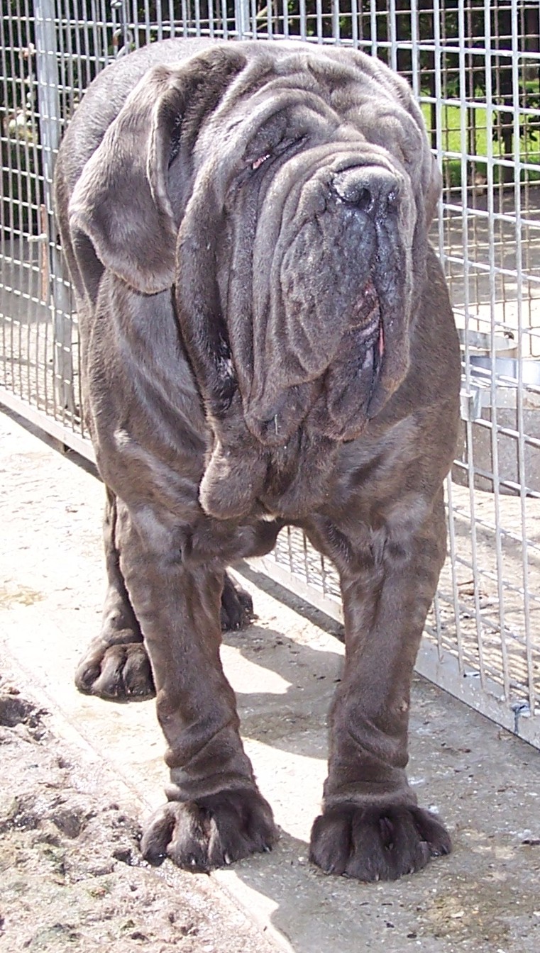 04062006.dogs 111
