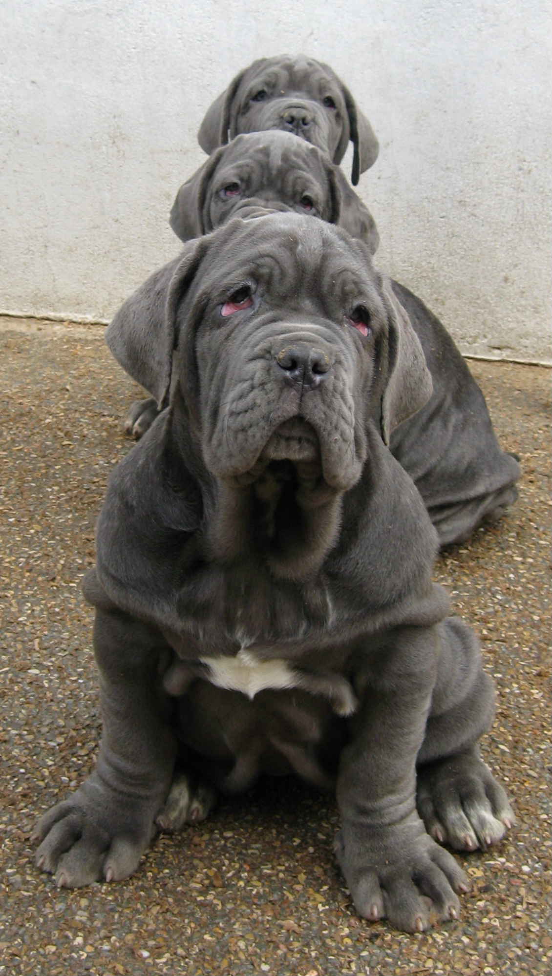 The three azzurra puppies