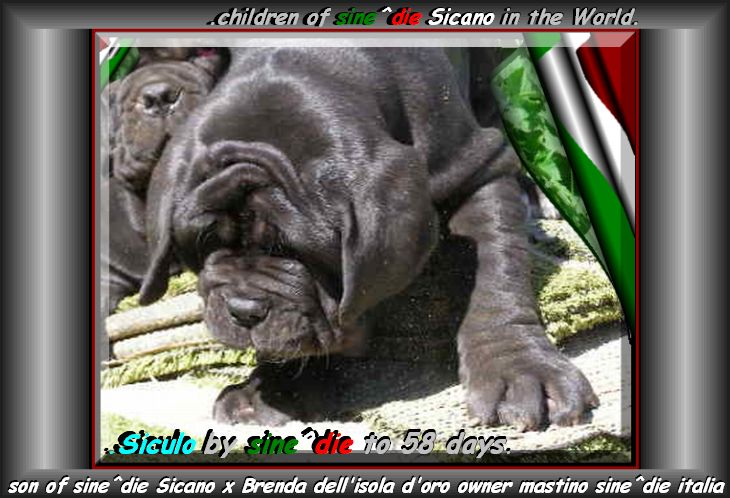 Siculo son of sine^die Sicano owner mastino sine^die italia ox