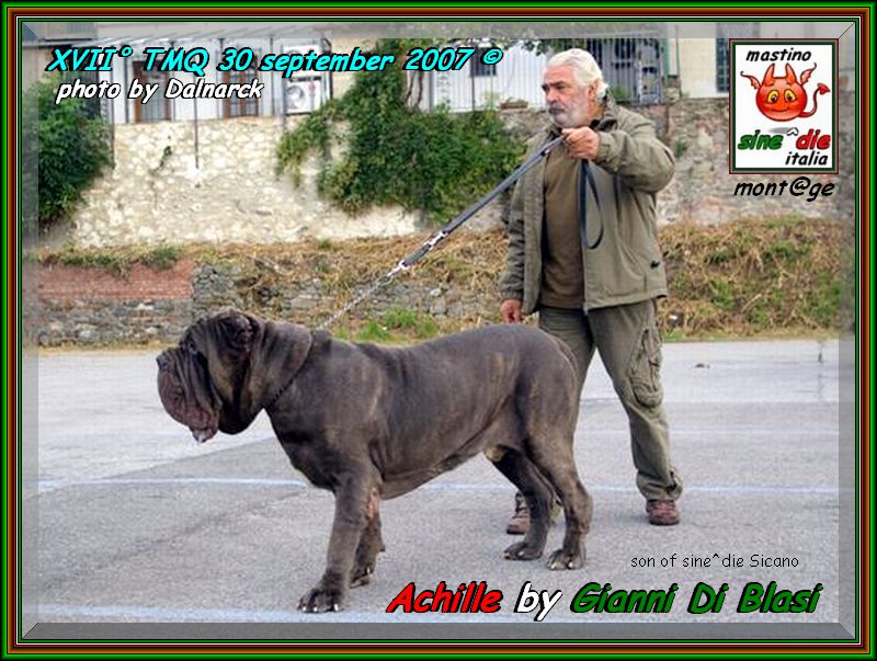 ATMQ 2007 Achille by Gianni Di Blasi,,, son of sine^die Sicano,,,  it WINS the first one on 30 subjects,,