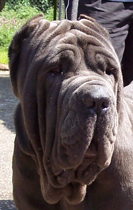 04062006.dogs 048