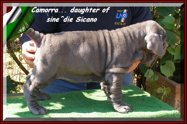 by sine^die Camorra daughter of sine^die Sicano.... 0352