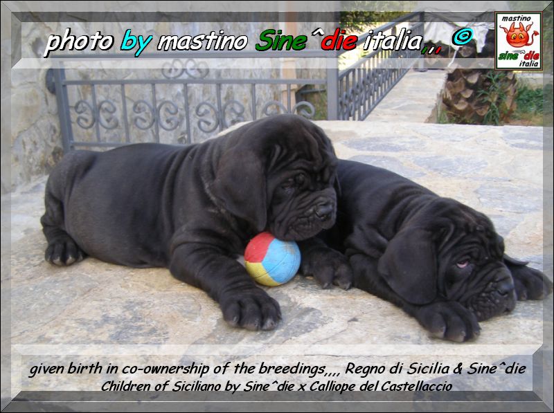 given birth in co-ownership of the breedings,,,, Regno di Sicilia & Sine^die,,