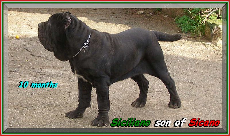 Siciliano a 10 mesi.,,jpg