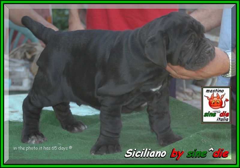 siciliano by sine^die a 65 giorni,,,