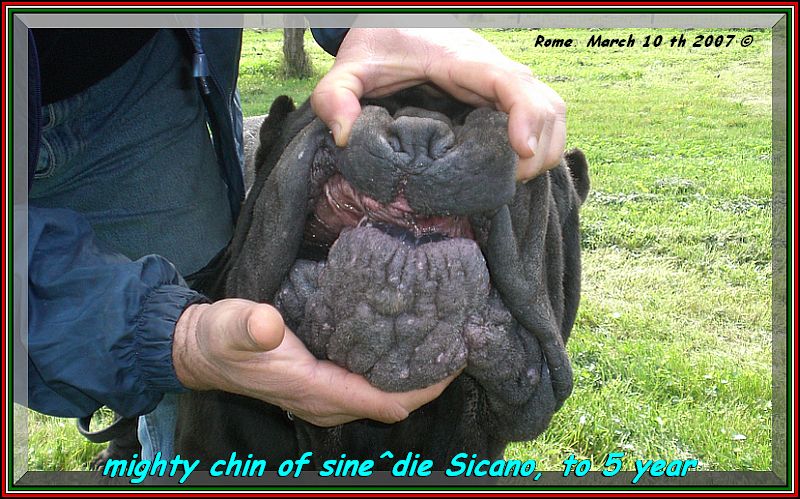 sine^die Sicano Mento