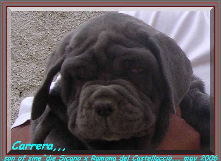 Carrera daughter of sine^die Sicano x Ramona del Castellaccio,,,