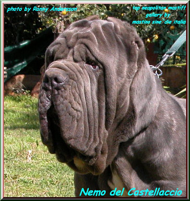 top neapolitan mastiff sine^die Nemo del Castellaccio ox by gallery mastino sine^die italia