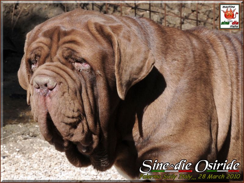 Sine^die Osiride 28 Marzo 2010,