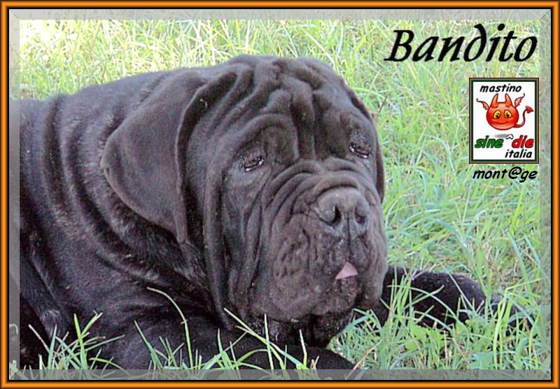 Bandito di Ardea,,, operazione occhio,,, montage sine^die