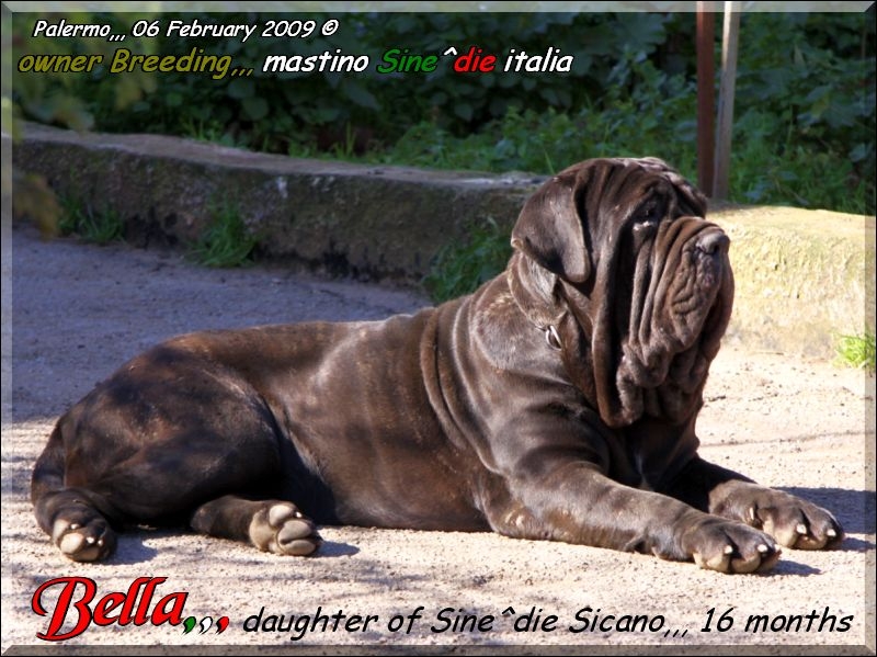 Bella,,, daughter of Sine^die Sicano 16 months