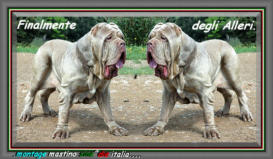 Finalmente degli Alleri... montage mastino sine^die italia... 900 doppio