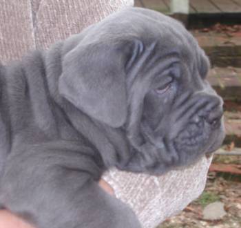 Afragola blue female pup