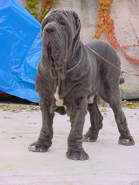 baddifondoanfossi2