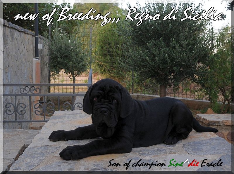 Ivan Regno di Sicilia,