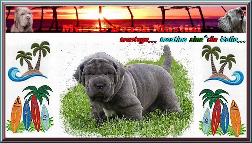 pup of Lori, montage mastino sine^die italia,,,