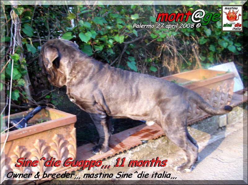 Sine^die Guappo 11 months,,, son of Tzunami by Patrizio Italia,,,