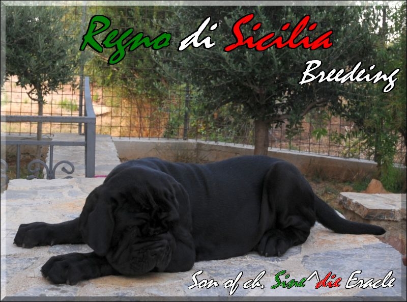 Ivan Regno di Sicilia