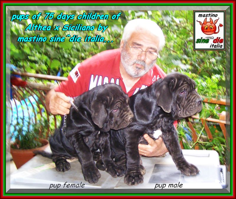Cuccioli Althea x Siciliano by sine^die 23 ottobre 2007