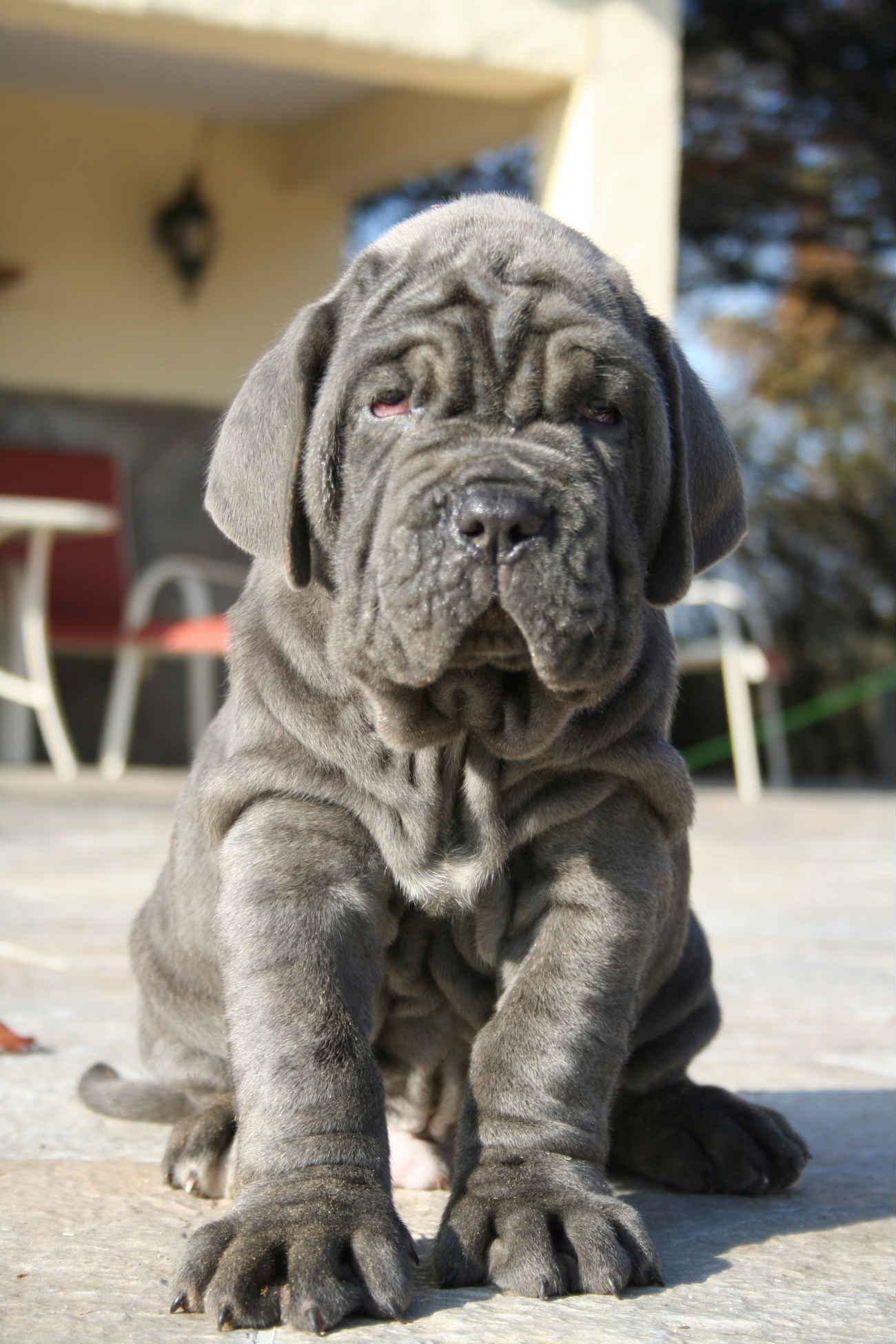 SANCHO DE AZZURRA 40 days