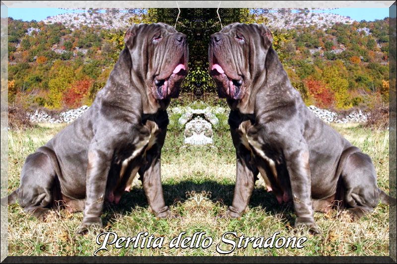 Perlita dello Stradone,,, owner breeding La Maeson de Maestral,,, double