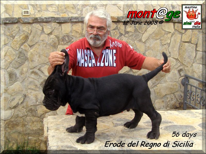 Erode del Regno di Sicilia,,, son of Siciliano by Sine^die 55 days,