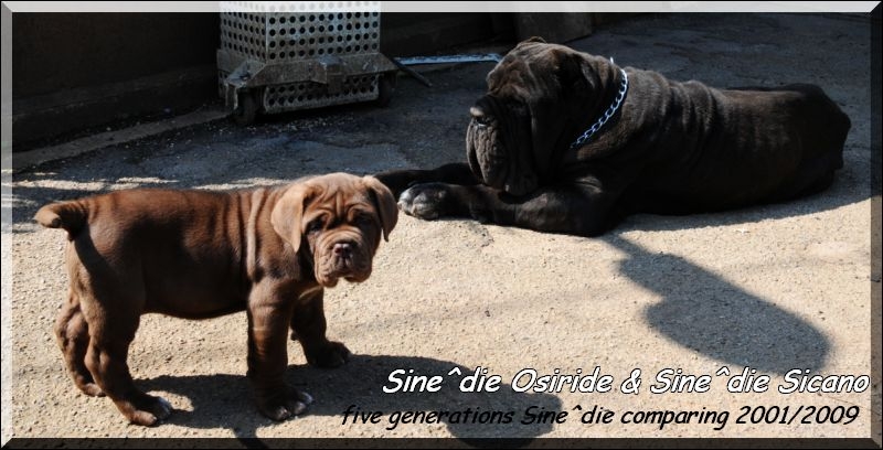 Sine^die Osiride 45 days,,,