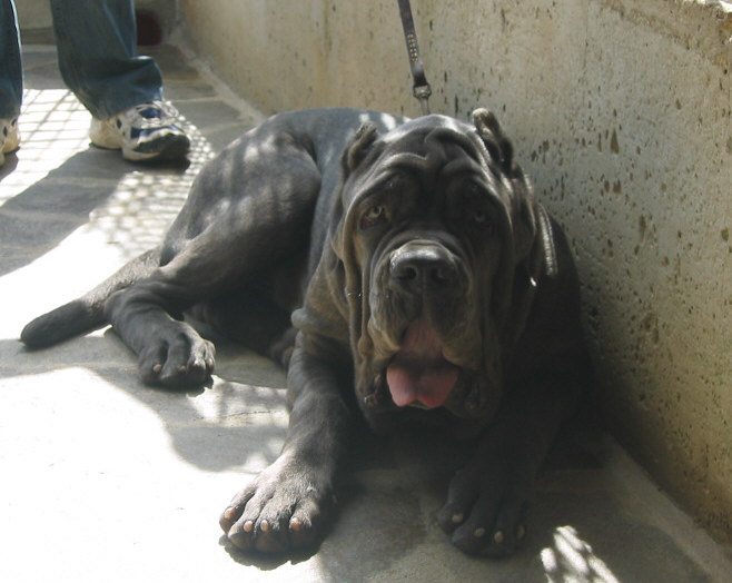 Argo