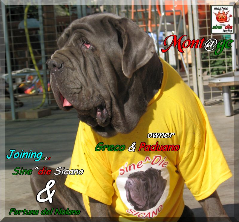 Fortuna & Sicano Joining,,,