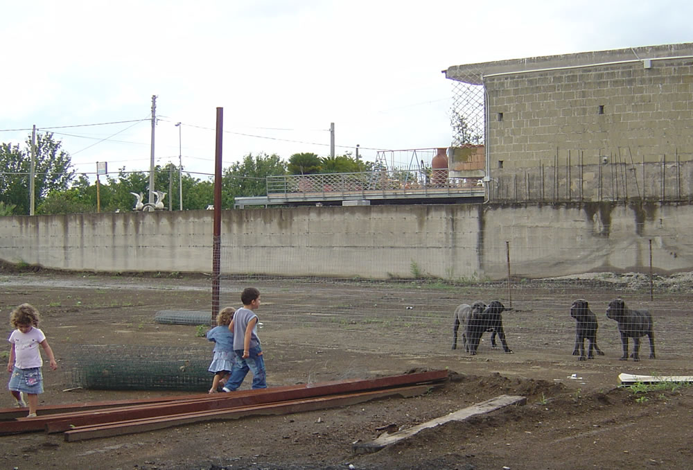ardolinopups2