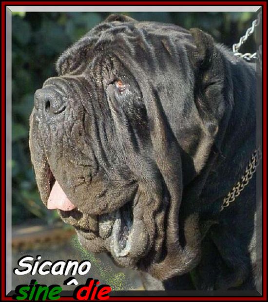 sin^die Sicano owner mastino sine^die italia by Giuseppe La Parola 550 pixsel