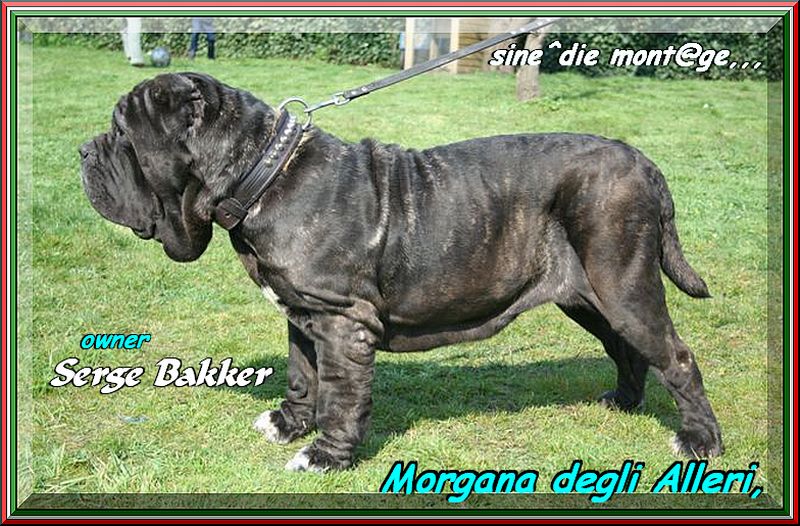 Morgana degli alleri,,, owner Serge Bakker,,,