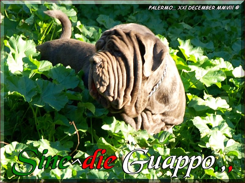 Sine^die Guappo,,, 21 Dicembre 2008,,,,,,,
