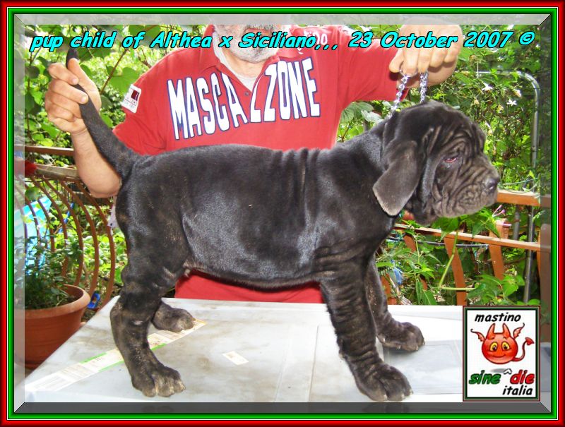 Cuccioli Althea x Siciliano by sine^die 23 ottobre 2007,,