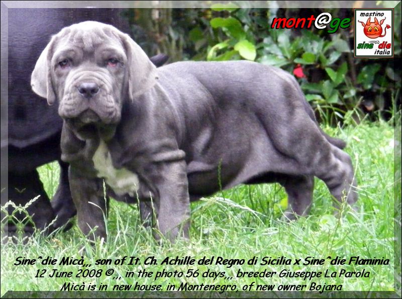 Sine^die Mica,,, & new owner Bojana of Montenegro,