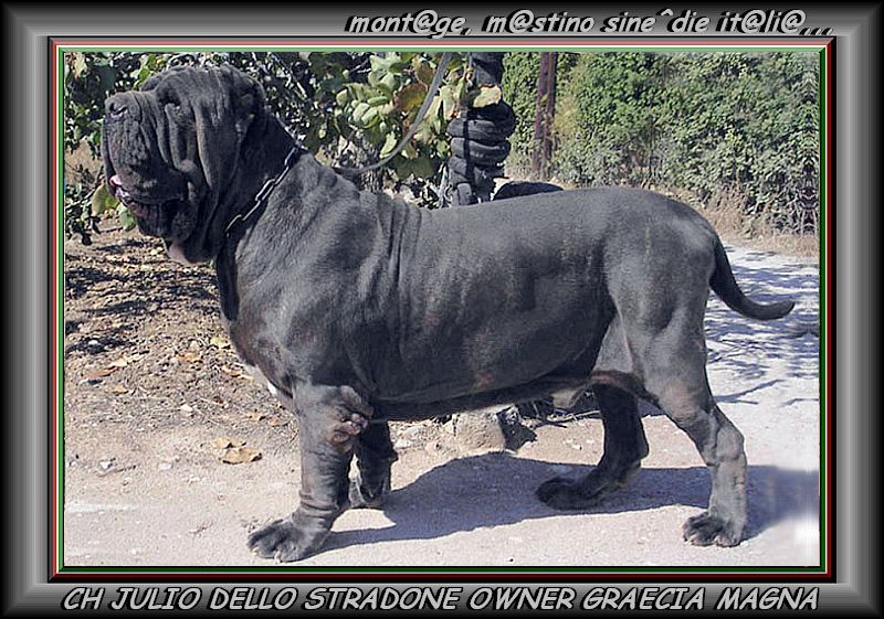 CH JULIO DELLO STRADONE OWNER GRAECIA MAGNA
