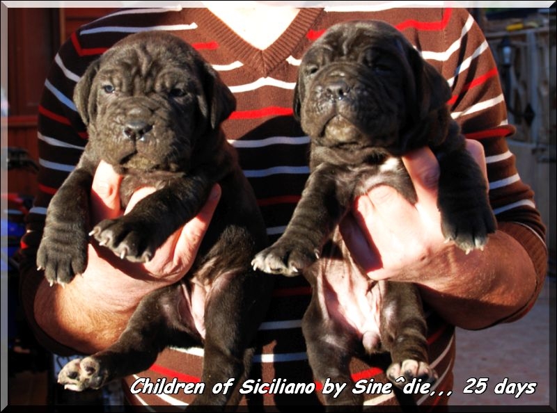 puppy Sine^die by Siciliano,,, 06 gen. 2009,,,,,,