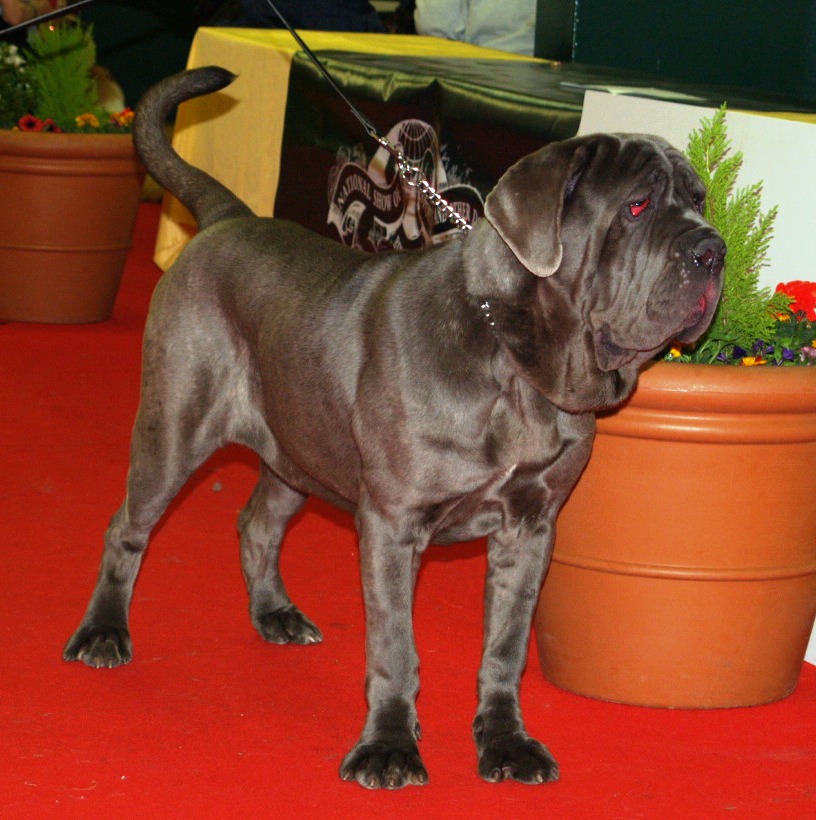 09 05 2008 dog show 025